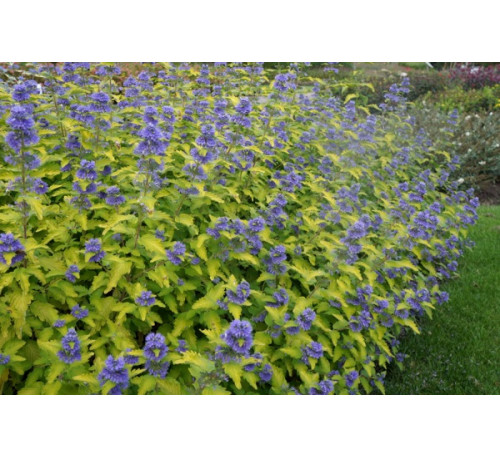 Каріоптеріс кладонський «Хайнт оф Голд», насіння (Caryopteris Hint of Gold)